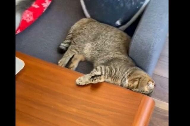 すきまに挟まる猫　寝ているのかと思ったら…まさかの表情に笑ってしまう