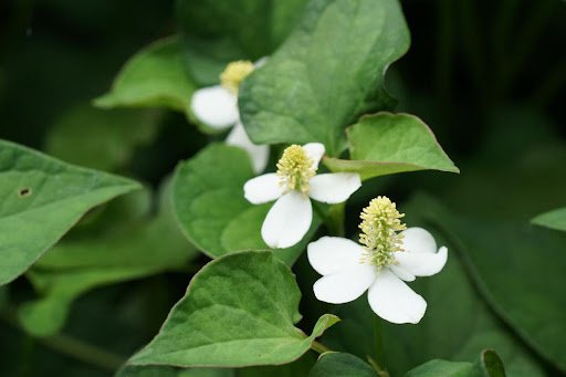 Doikanoy/shutterstock.com
