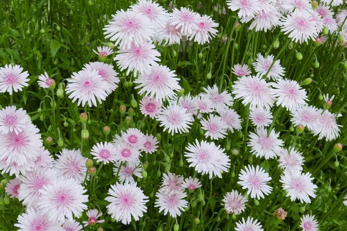 モモイロタンポポの花が咲いている。色は薄いピンク、中央部は濃いピンク。