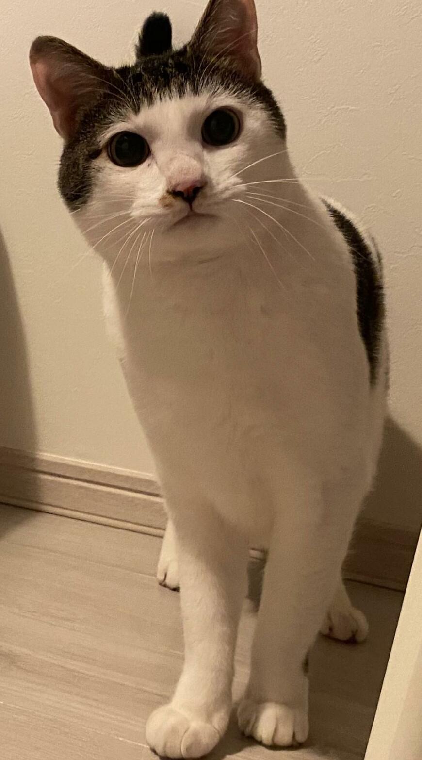 出所：@Saeroyi_cat