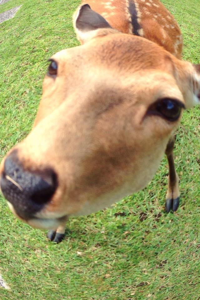 出所：@freeliving_mite