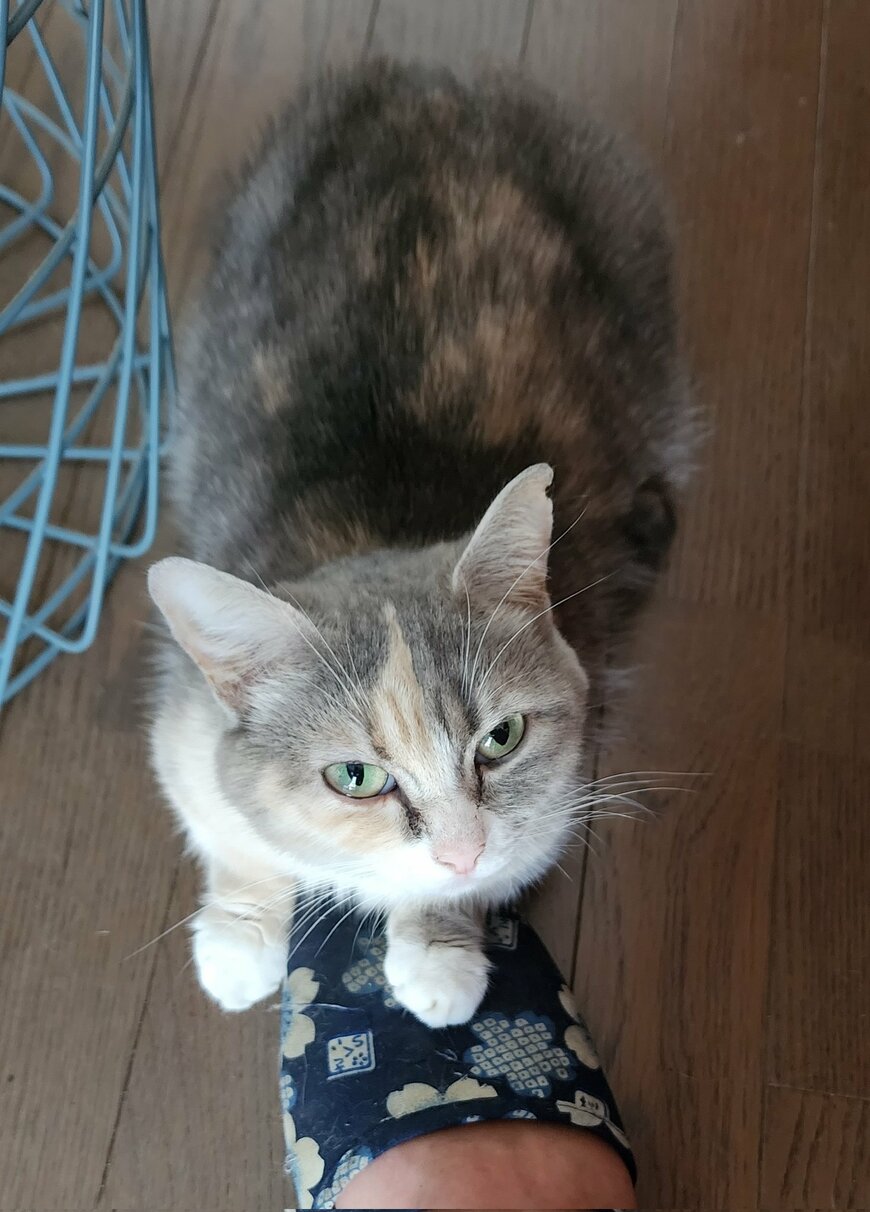 出所：@tokyonyanko0731