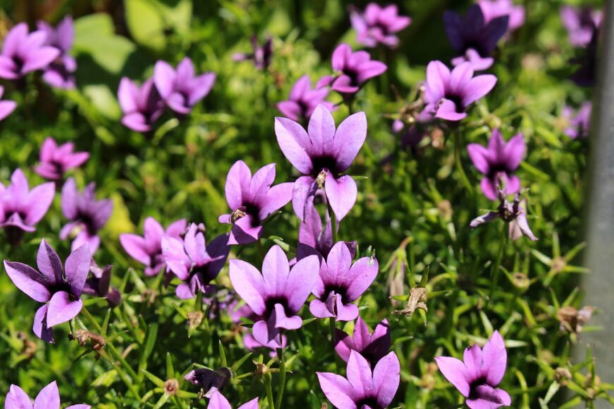 RukiMedia/shutterstock.com