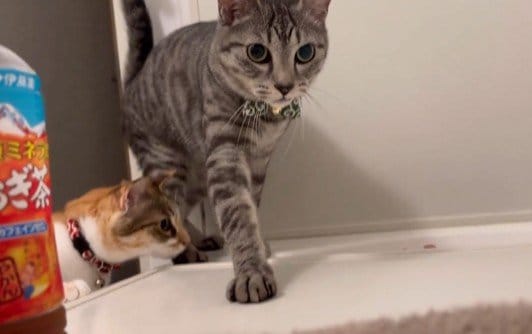 出所：@totomaru_hanmi