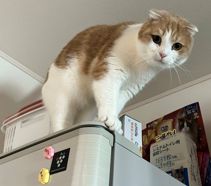 出所：@torotolo106106