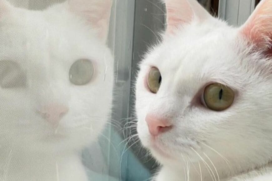 美少女猫の「豪快な変化」に思わず目を疑う　まさかの食事スタイルが話題に