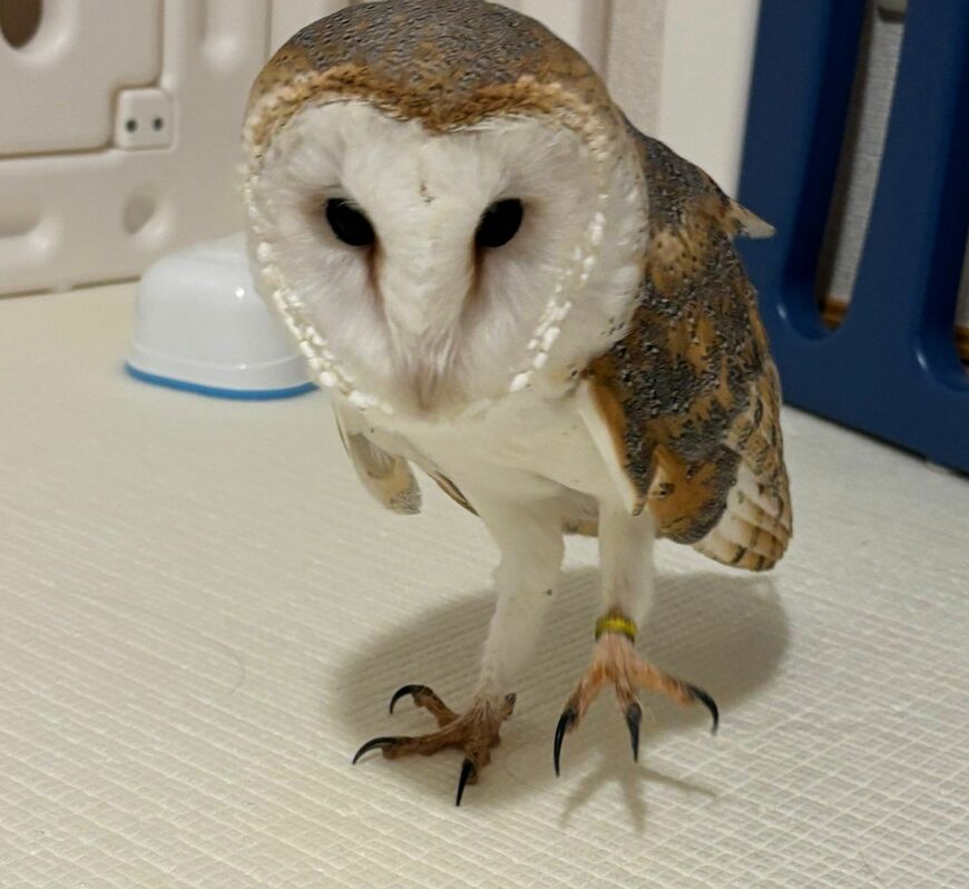 【ケータイに興味津々なフクロウ】遠くにいても近寄ってくる！画面を覗き込むドアップが可愛くてメロメロ