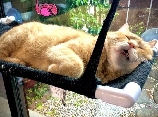 【野生はどこへ？】元保護猫が見せた究極の寝顔に思わず二度見　安心しきった”変顔”に癒される