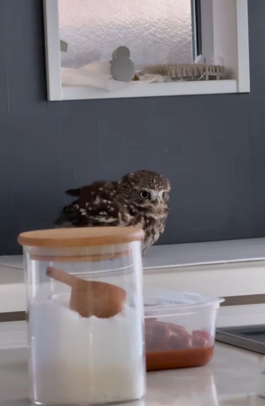 【注目】エア砂浴び中のフクロウに、文句の合いの手が！仲良し2羽のやり取りがかわいいと話題！