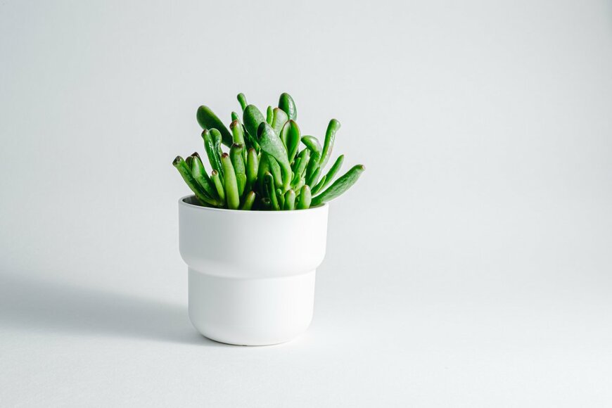 Natalia Shebunyaeva/Shutterstock.com