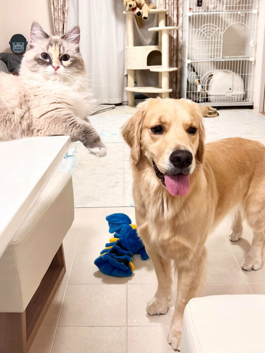 出所：@pu_channeldesu