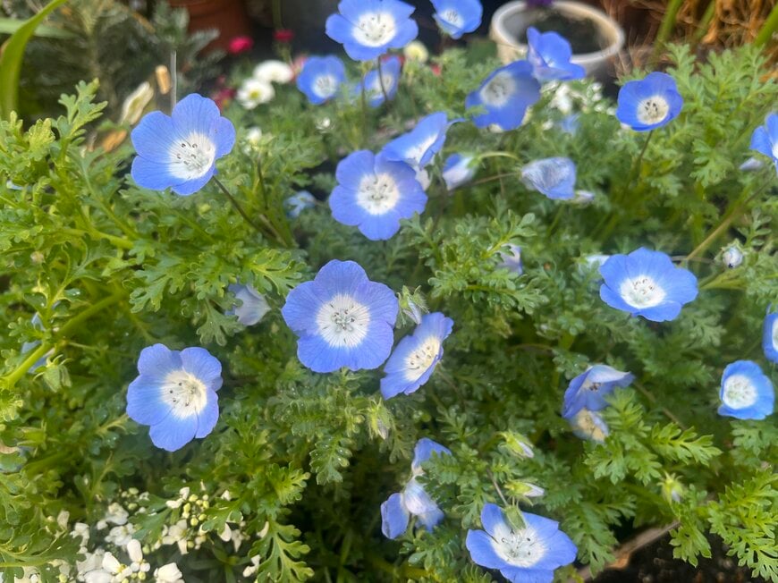 【寄せ植え】ネモフィラ主役で作る《春らんまんのひと鉢》一緒に植えたい名脇役2選