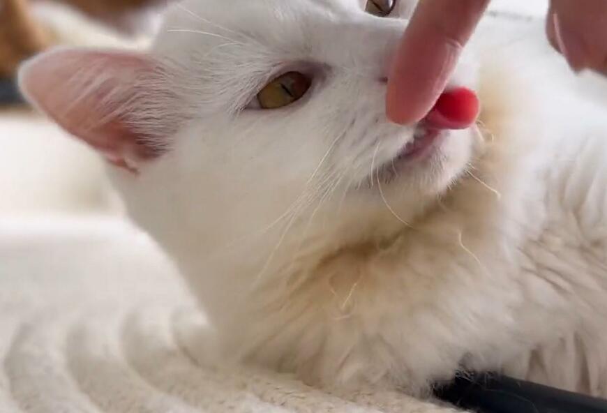 出所：@meltube_cat