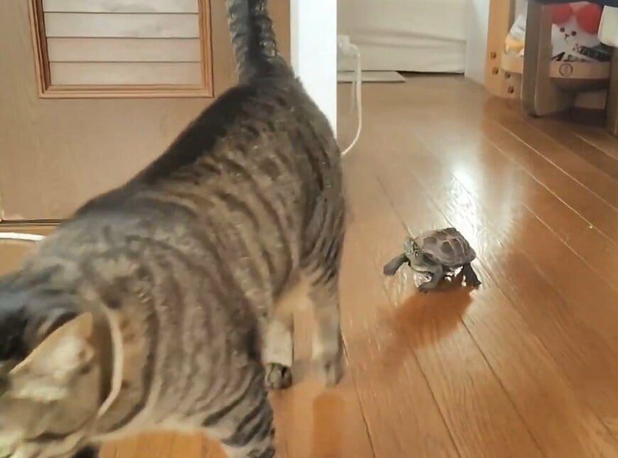 出所：@Mh0MLiErcV8E97C