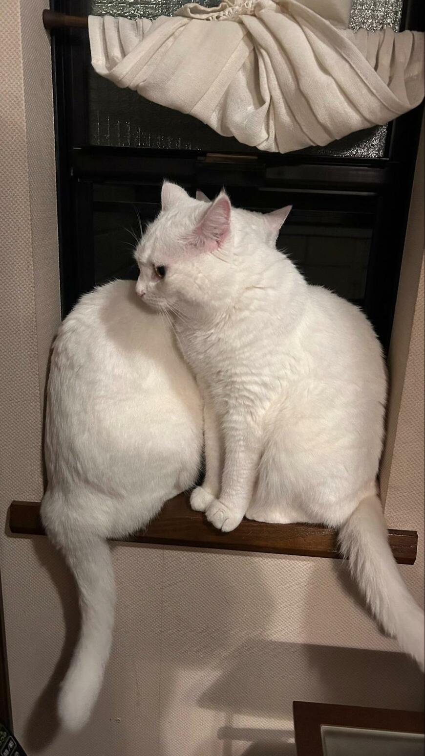 出所：@pom_powa_nyan