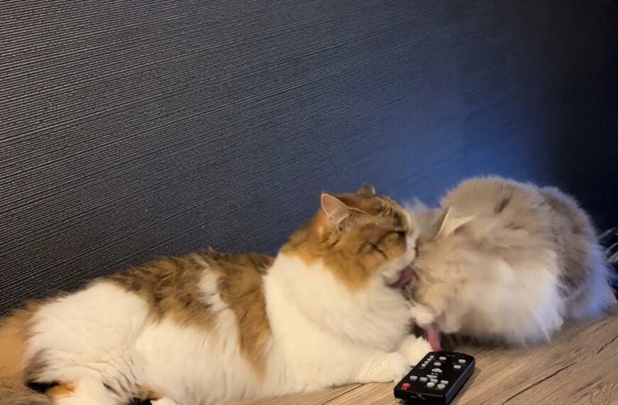 【ほっこり】兄猫の毛づくろいに、妹猫の反応は？！「仲良しすぎる」とメロメロに
