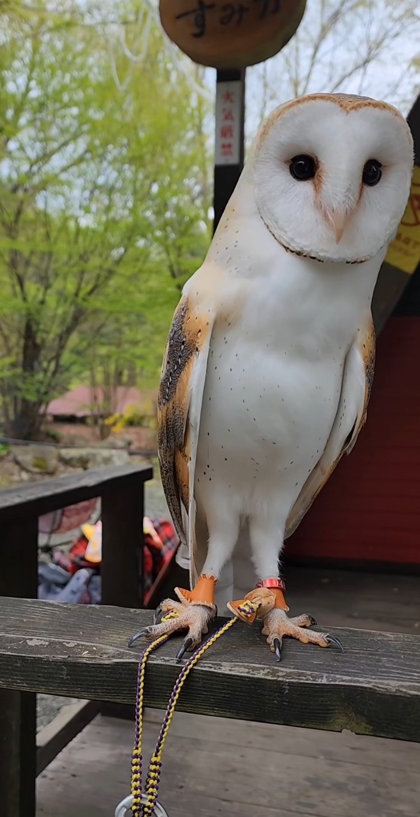 出所：@miki4wan108