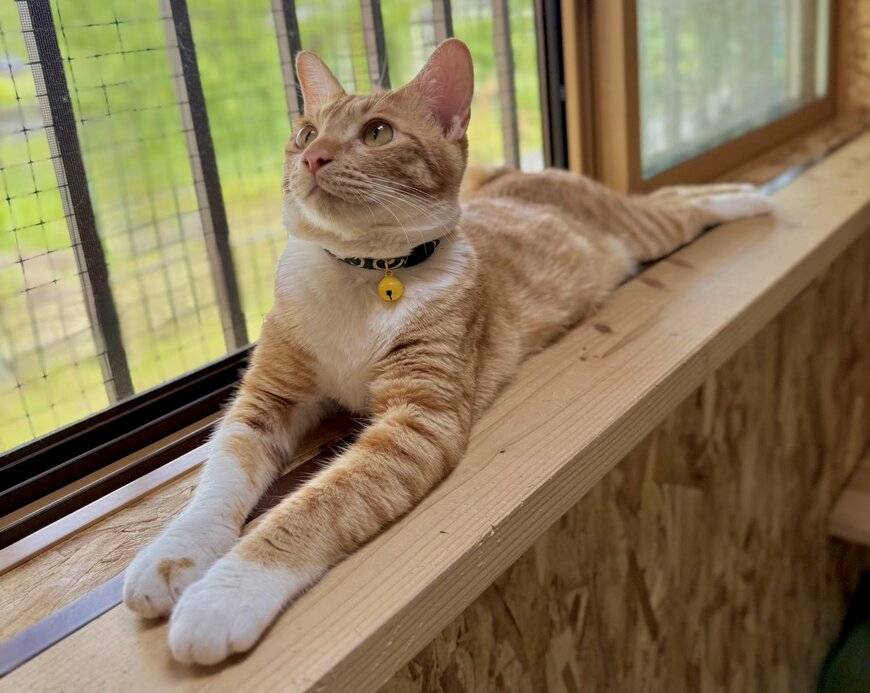 熱い日は猫ちゃんのびぃ〜　お手手もあんよも伸ばしていつもより長〜い！　肉球とつぶらな瞳に悶絶