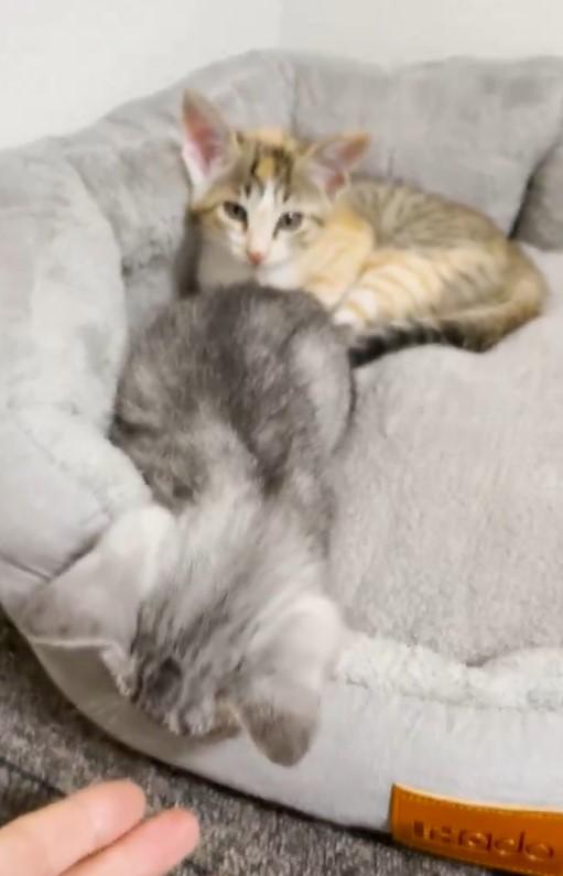 出所：@totomaru_hanmi