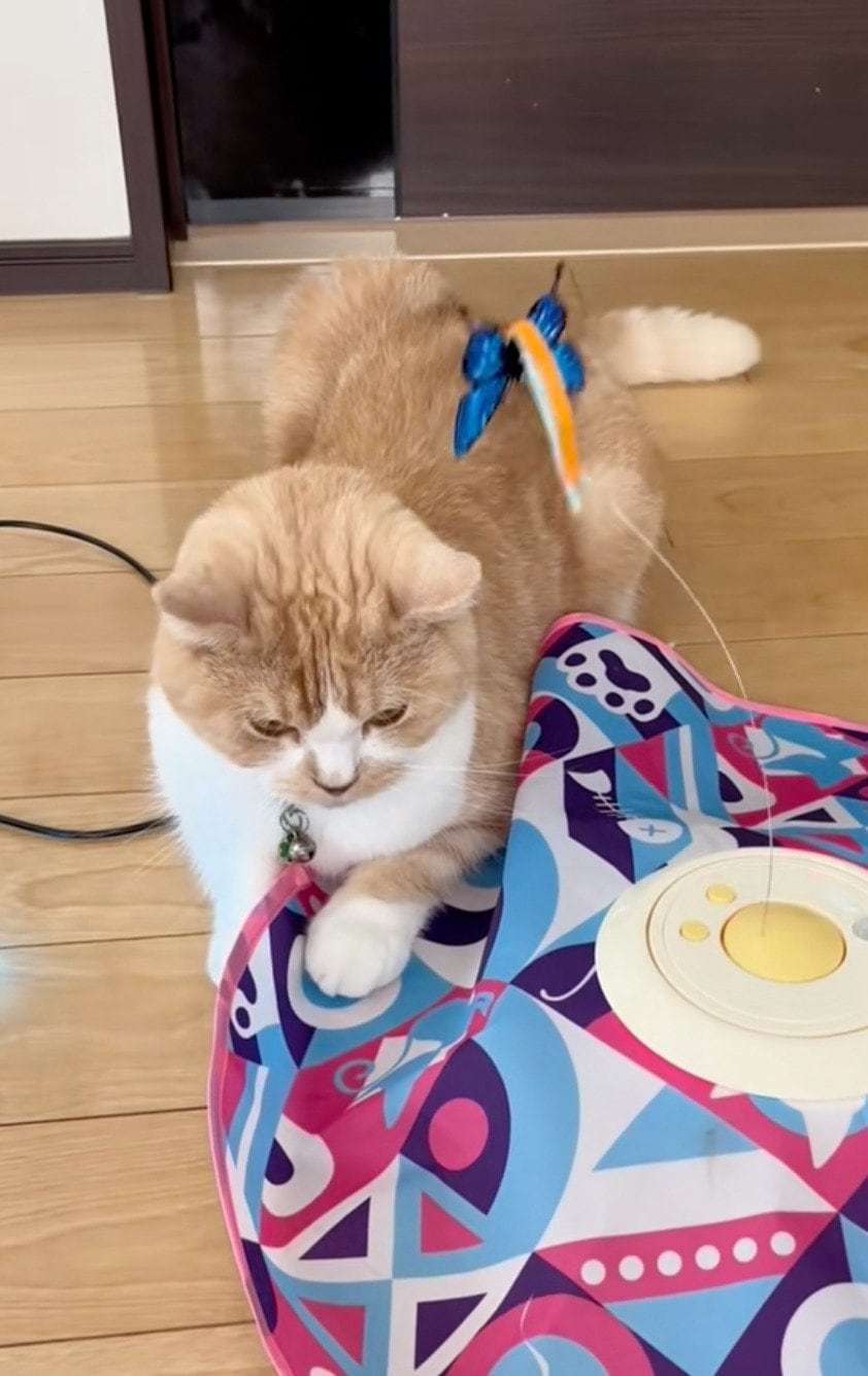 出所：@sorakai0905