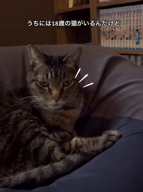 「天才あらわる！」高齢18歳の愛猫のために…ペットトイレの「補助マット」をDIY！便利すぎるアイデアに反響続々