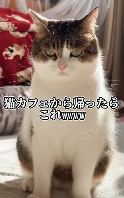 出所：＠nikoandkotatorowasabi