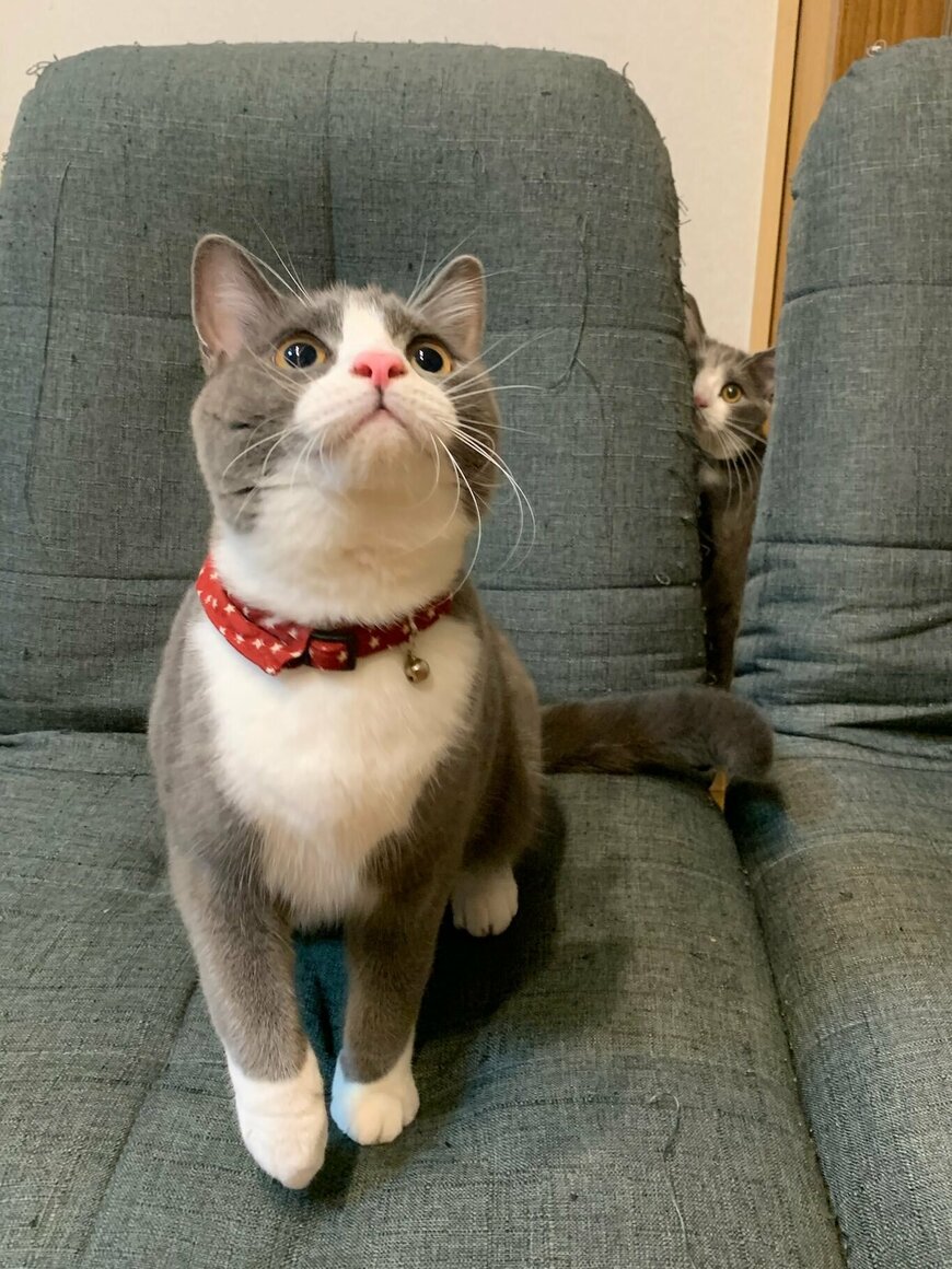 出所：@neko_wagaya