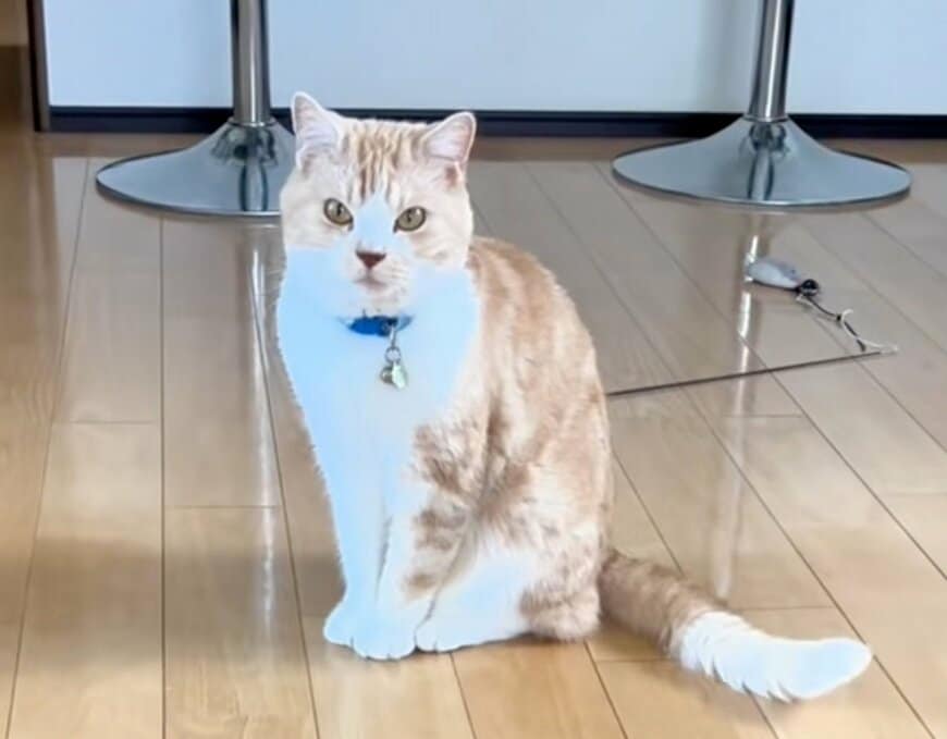 【何が起きた？】頭だけ隠れて…予想外の姿になった猫が話題！爆笑の光景が大反響