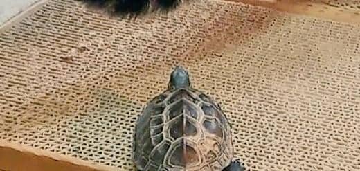 出所：@Mh0MLiErcV8E97C