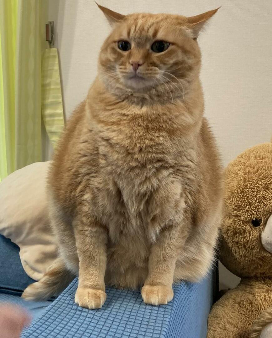 出所：@kagisuzu0531