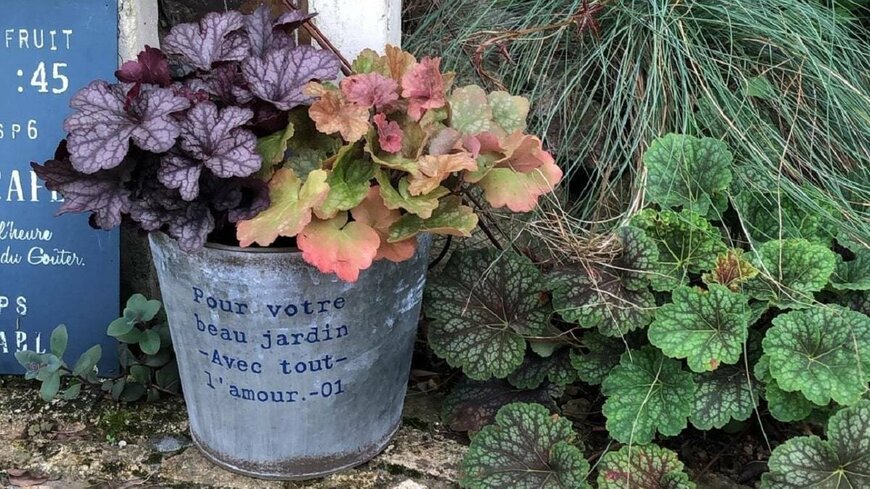 出所：PROVEN WINNERS（PW）公式　ヒューケラ ドルチェ