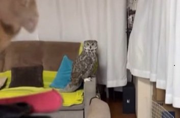 出所：@chibita_owl