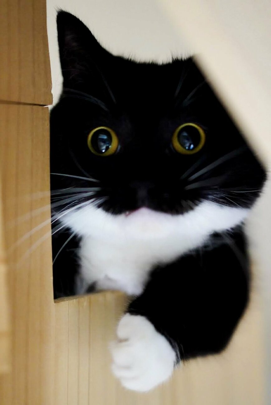 「真ん丸お目目のハンター」猫ちゃんがロックオンする様子が可愛すぎる！きゅるんとチャーミングな表情に1万8000いいね