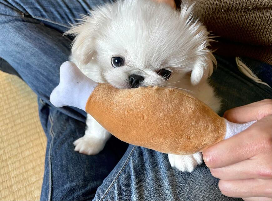 「肉のぬいぐるみ」と等身を争っていたペキニーズがかわいい　気になる成長後の姿は