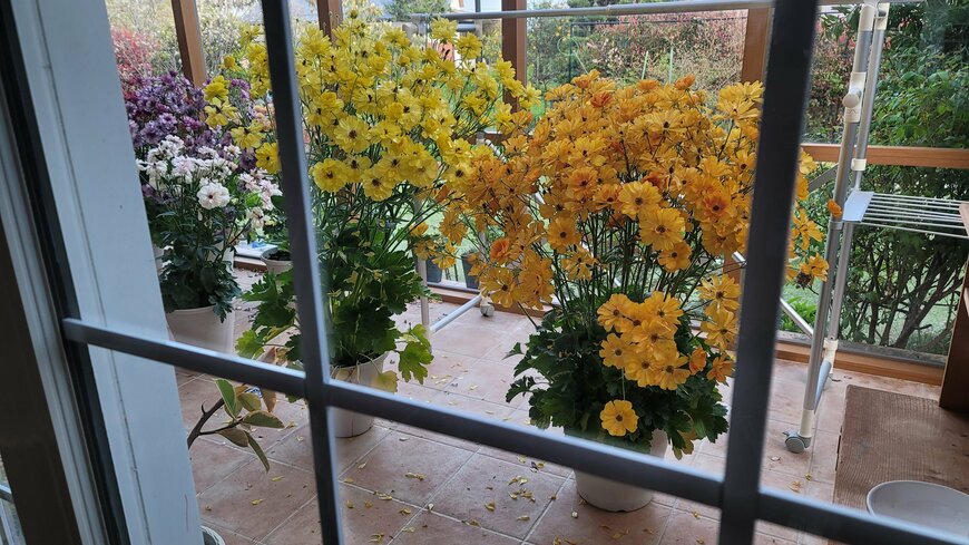 著者撮影／ラナンキュラスラックス（左：ピュタロス、右：ミネルバ）