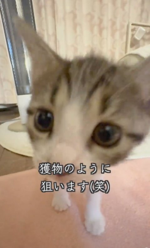 「モジモジしながら…」目が合うと驚きの行動に出る子猫ちゃん　カメラ目線で見つめるクリクリお目目が悶絶レベルで可愛い