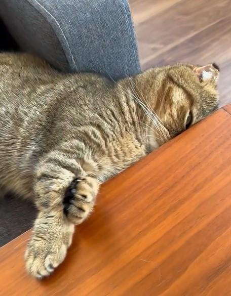 出所：@ponpokopontanu