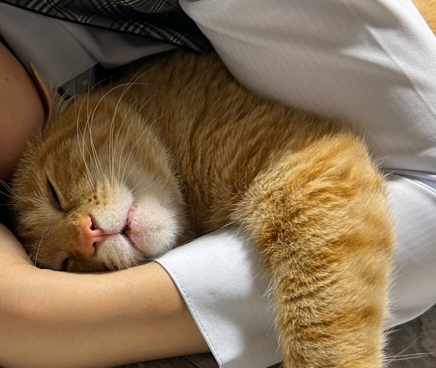 出所：@Beercat_Ana_Dar