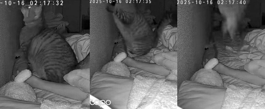 出所：@fururuwithme