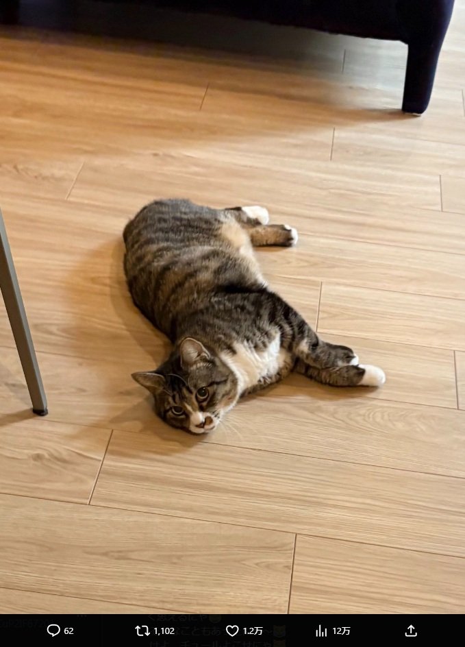 出所：藤あや子のX（@fuji_ayako）参照日：2025年11月10日