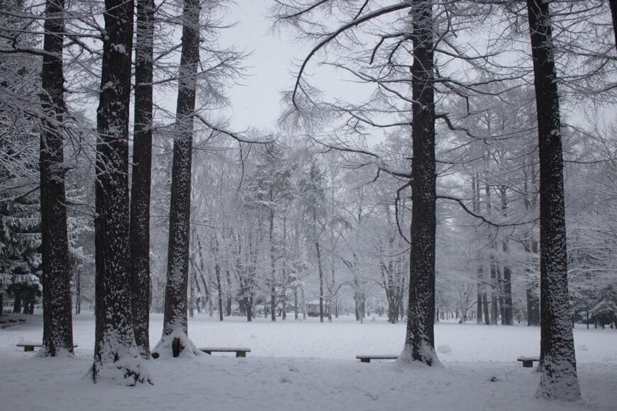 枝に積もった雪の形がシマエナガみたい？　2枚の写真を比較すると「双子のよう」「ポーズまで一緒！」