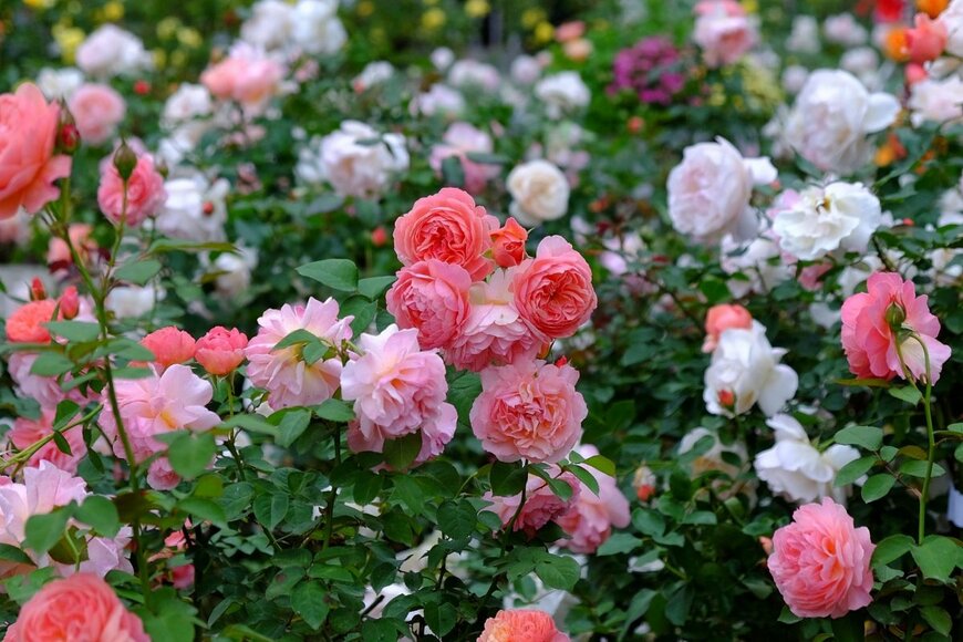 【ガーデニングQ＆A】バラ栽培のお悩みあるある「花数、水やり、害虫対策etc」を解決＆育てやすいバラ3品種を紹介