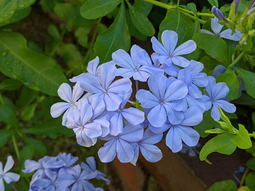 淡いクリーム色やピンク色のクリスマスローズの花