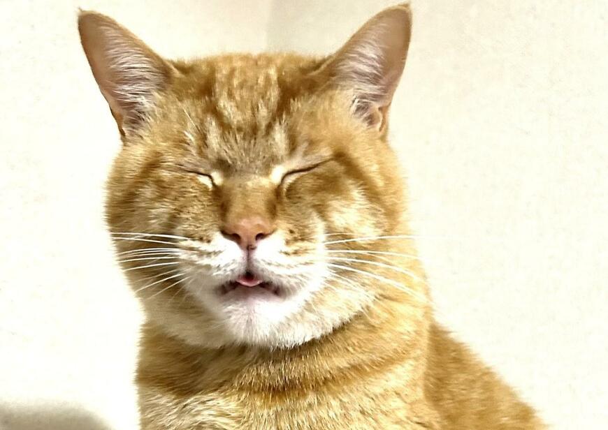 目をつむる猫
