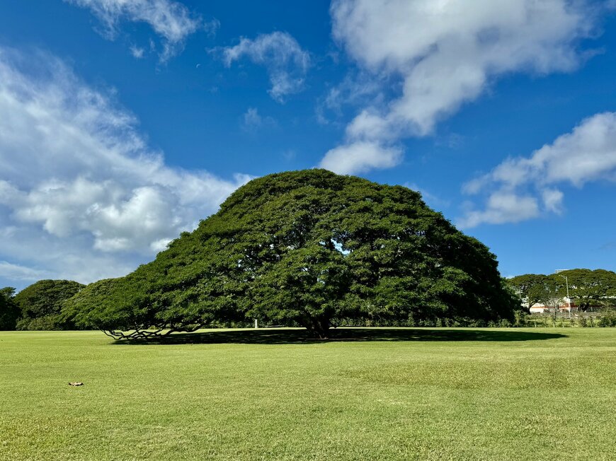一度は見る価値アリです