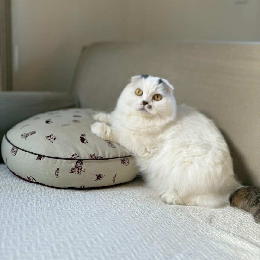 アフタヌーンティー公式 ラウンドクッション/Cat's NapTime