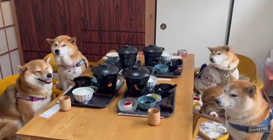 柴犬が集合している様子