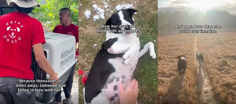 ケージでの移動と、新しい家で先住犬と過ごす様子