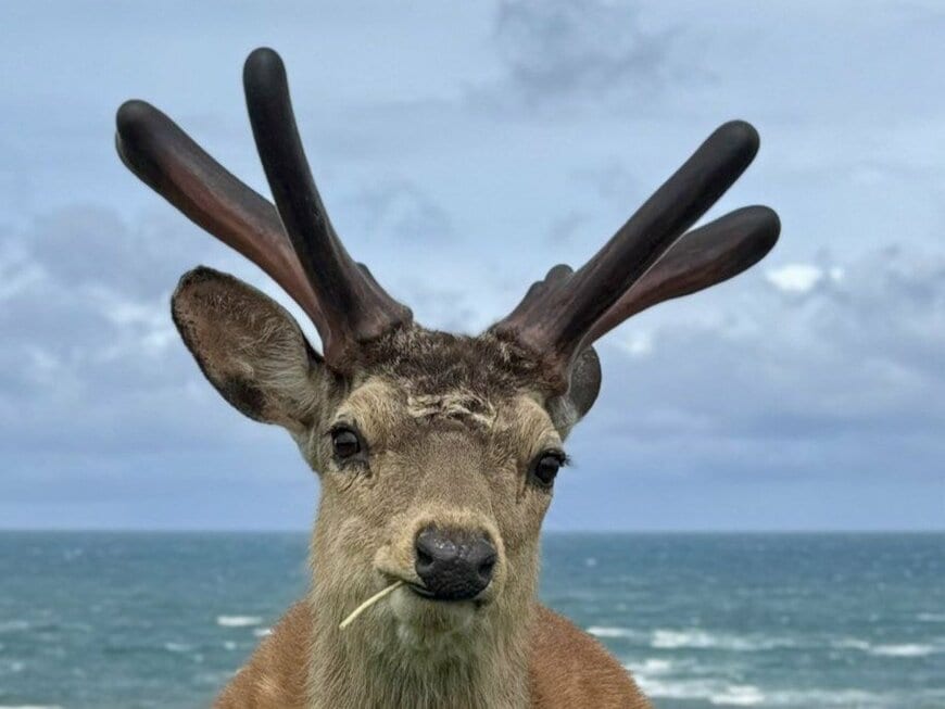 投稿の画像