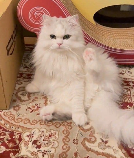 足を上げている猫